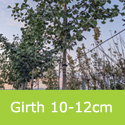 Maidenhair Tree Ginkgo Biloba Standard 10 12cm Girth
